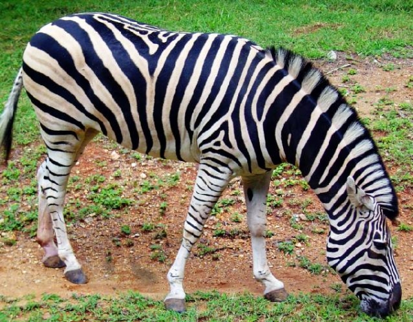 Creation of White Zebra with Black Strips : Step 1